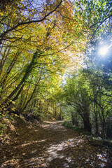 Cable mountain in Rome. The sacred way and woods in autumn. Colors, nature and a fairytale landscape