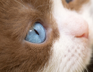 cinnamon- white Odd eyed Katzenbaby Makro Nahaufnahme
