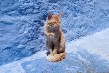 Gato tomando el sol en Chauen, Marruecos