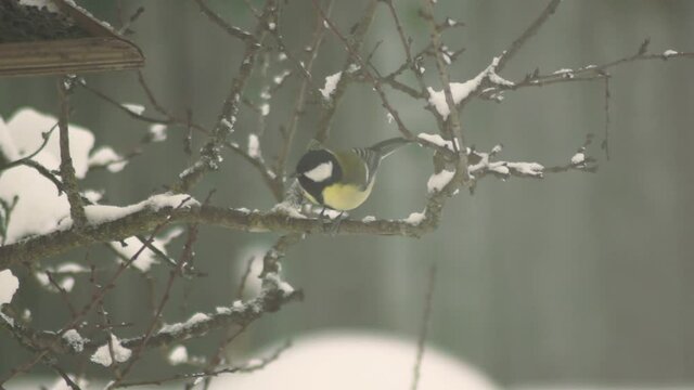 Great tit eats a sunflower seed on a branch and takes another one in the feeder. Helping wild animals, synanthropic species