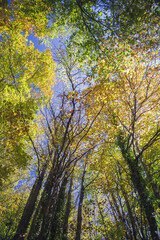 Cable mountain in Rome. The sacred way and woods in autumn. Colors, nature and a fairytale landscape