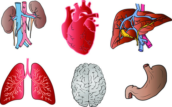 A set of human organs: heart, liver, kidneys, lungs, stomach, brain. Vector illustration.