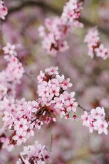  Hello spring.Blossoming cherry branch.