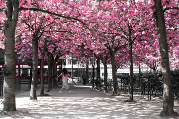 Kirschblüte, Kirschbäume, Stadt, Allee