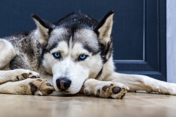 Dog breed husky curled up and lying at the doorstep of the house. A popular breed of dog. Pets. Close-up.