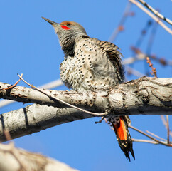 Red-shafted Flicker with beautiful red markings, fluffing its feathers while up on a tree on a...