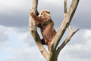 Young brown bear in a tree