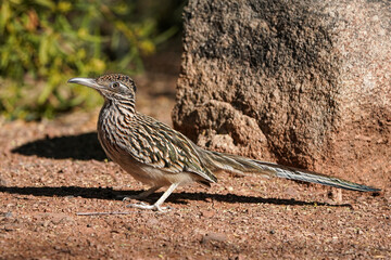 Roadrunner idle