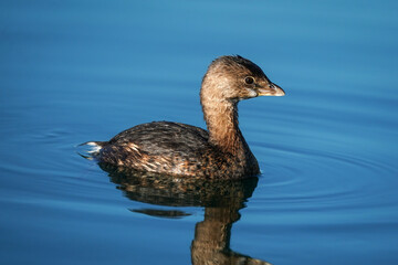 Pied-billed Grebe close-up