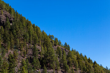 Obraz premium Pinar en la cumbre de la isla de Gran Canaria