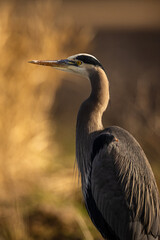 Portrait of coastal great blue heron standing in a field at sunset or sunrise with golden background