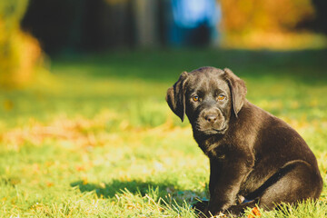 black Labrador puppy on the grass. happy dog sitting in the park.