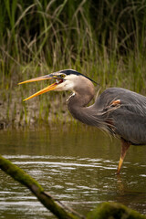 Portrait of coastal great blue heron in water eating fish in beak with green background