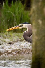 Portrait of coastal great blue heron in water eating fish in beak with green background