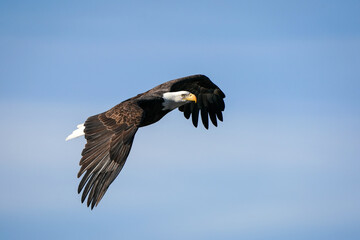 American Bald Eagle flying