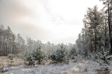 cold day in the snowy winter forest