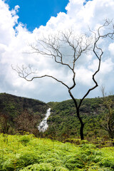 Dry tree in the forest with waterfall, Aiuruoca, MG, Brazil