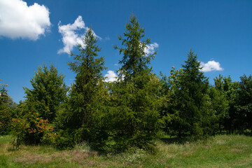 Three fir trees on the background of a blue forest on a sunny summer day