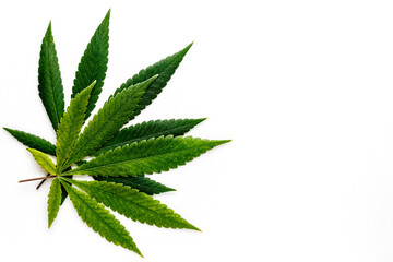 Cannabis is a standoff between a drug and a medicine. Green background of leaves.Close-up young...