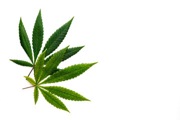 Cannabis is a standoff between a drug and a medicine. Green background of leaves.Close-up young...