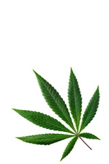 Cannabis is a standoff between a drug and a medicine. Green background of leaves.Close-up young hemp. Medicinal indica with CBD.Green cannabis leaves isolated on white background.