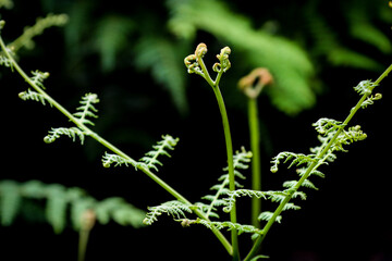 Fern growing in the forest, Aiuruoca/MG, Brazil