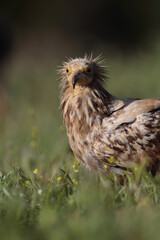 The Egyptian vulture (Neophron percnopterus)