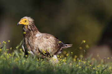 The Egyptian vulture (Neophron percnopterus)