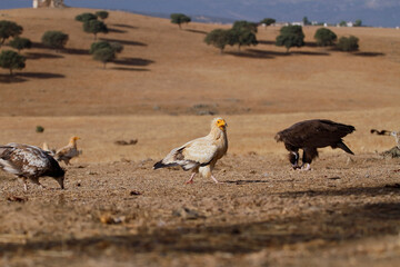 The Egyptian vulture (Neophron percnopterus)