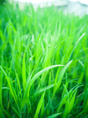 Fototapeta na wymiar Fresh green grass background in sunny summer day
