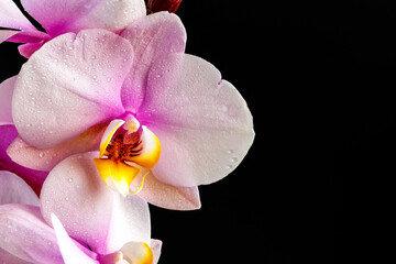 Naklejka na ściany i meble Beautiful tropical orchid flowers.Purple Orchids Vanda in the orchids Farm.isolated on a black background. Space for text