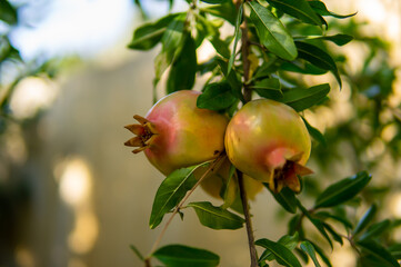 Pomegranate fruit on tree branch in the garden. Two pomegranate ripens on the open branch. 