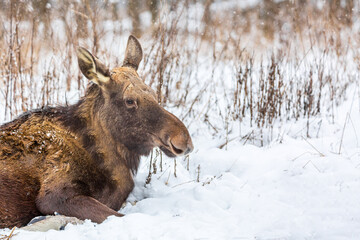 Female moose on snow in the forest near Kostroma, Russia