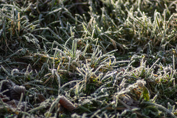 Frost on the grass in the early morning in the mountains