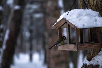  a very hungry bird sits in the feeder in winter and looks for food