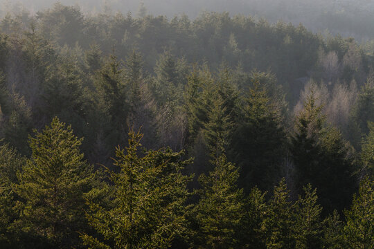bosque de coniferas, Abeto de Douglas o pino de oreg&oacute;n, Pseudotsuga menziensii , Serra Da Estrela, Beira Alta, Portugal, europa