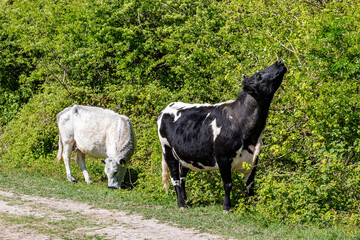 Two cows grazing on foliage in the Sussex Countryside