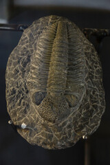 estrategia de defensa, trilobite ,Dinosauria, museo de los dinosaurios, sala de la evolucion, Esperaza.departamento del Aude, Languedoc-Roussillon, pirineos orientales,Francia, europa © Tolo
