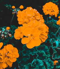 abstrakt in orange gefärbe Blumenblüten