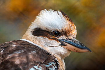 a portrait of a laughing kookaburra bird
