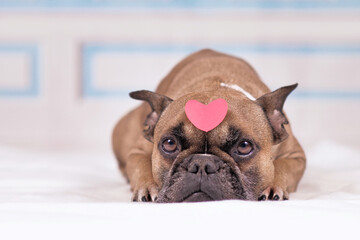 French Bulldog dog with pink heart on head lying down in front of blue and white stucco wall