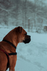 Primer plano perro en la nieve