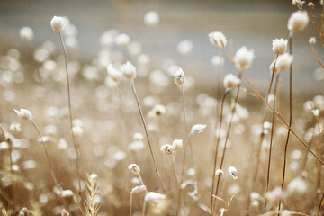 dry grass