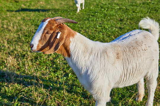 Image of a Anglo Nubian male goat with horns