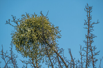Obstbaum mit Misteln im Winter