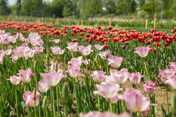 Large field of multi-colored tulip flowers. Beautiful floral background of bright tulips blooming in the garden in the middle of a sunny spring day.