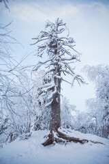 One old tree in forest covered by snow. Siberian winter season. Cold weather. Outdoor nature