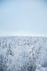 Fototapeta na wymiar Winter forest covered by snow. Siberian winter season. Cold weather. High view