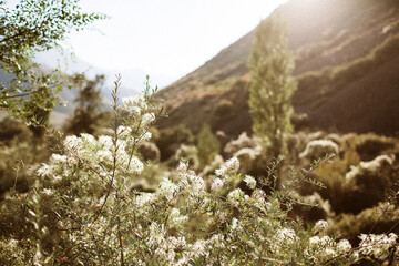 fluffy flowers
