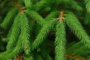 Spruce branches as a background, texture. New Year's backdrop, the source.